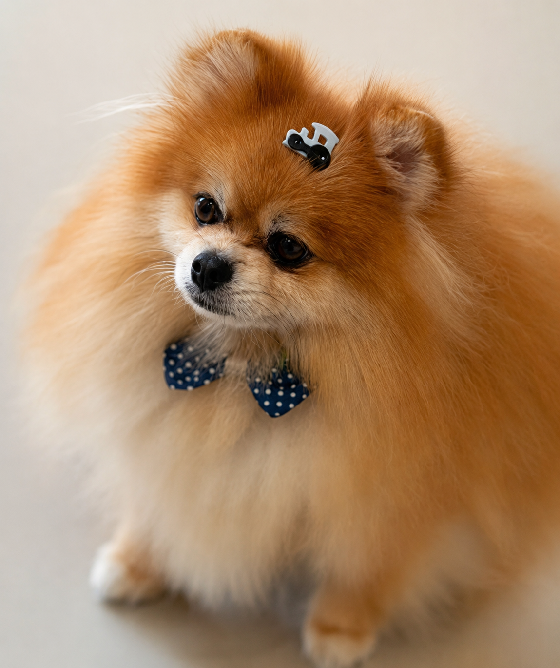 Dermatologia Veterinária